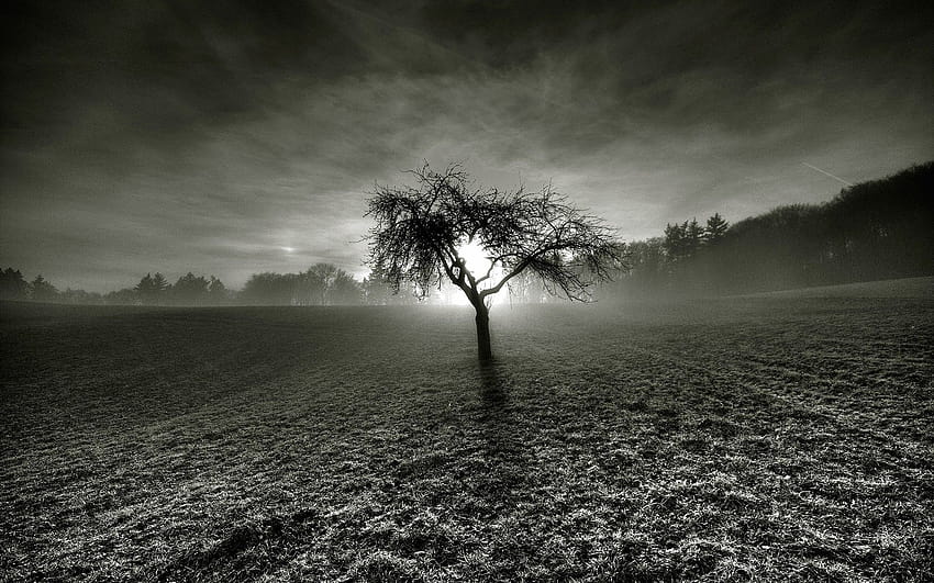 gray box 1920x1200zastavki, dead tree HD wallpaper