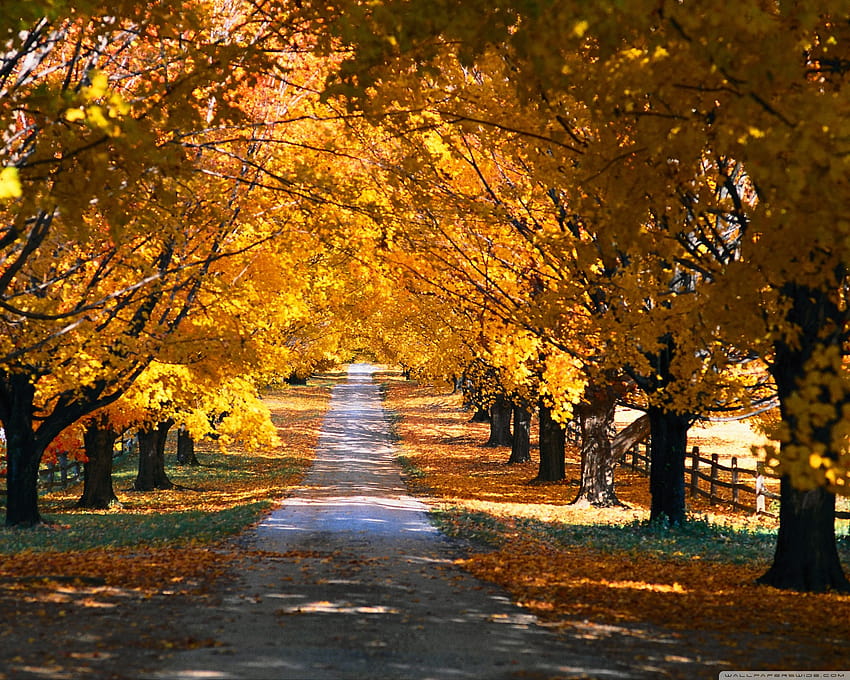 Tree Tunnel Road Autumn Ultra Backgrounds for U TV : Multi Display, Dual Monitor : Tablet : Smartphone, vienna autumn HD wallpaper