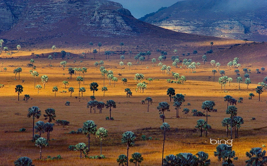 Plam trees growing on a savana Madagascar Frans LantingCorbis [1600x1000] for your , Mobile & Tablet HD wallpaper