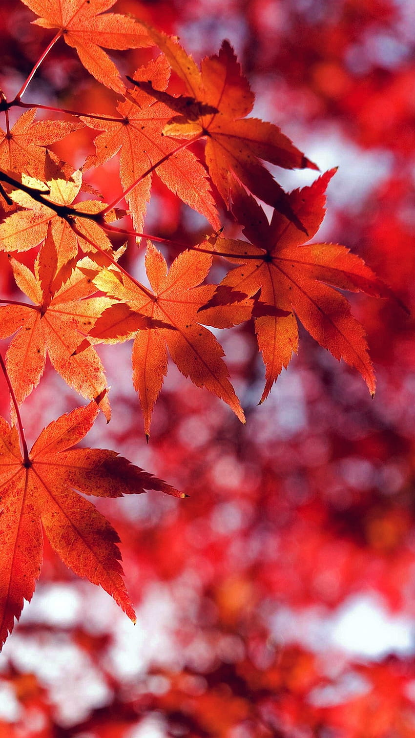 Herbst Blatt rot Berg Bokeh iPhone 6/6S/7 Plus und HD-Handy-Hintergrundbild