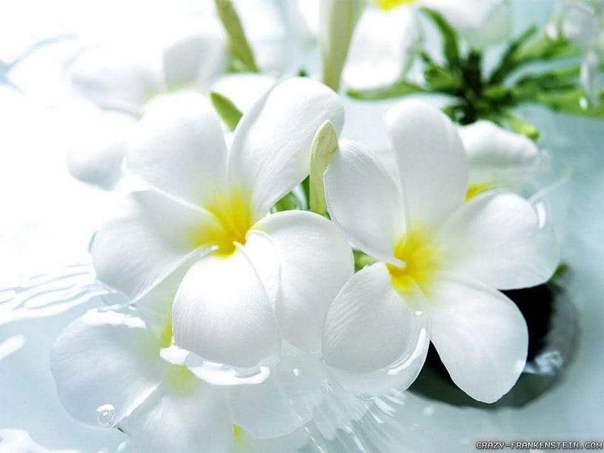 100 rodzajów najpiękniejszych białych kwiatów do Twojego ogrodu Tapeta HD