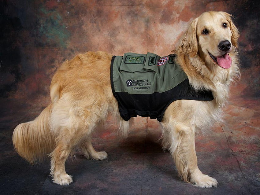 I am part of the NSD Companion Dog Team!, assistance dogs HD wallpaper