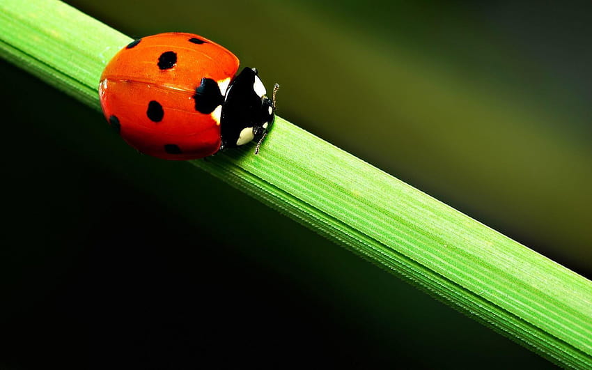 Close Up Of A Cute Ladybird Beetle HD wallpaper