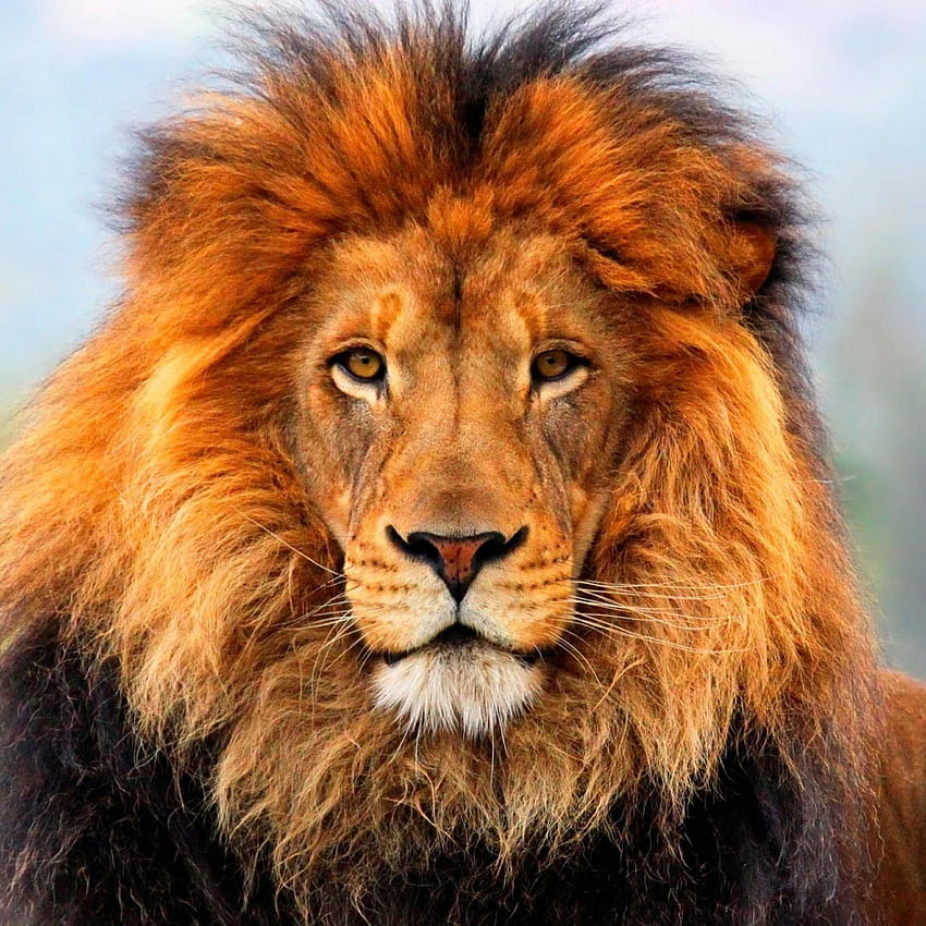 Männliche Löwengesichter ·① HD-Handy-Hintergrundbild