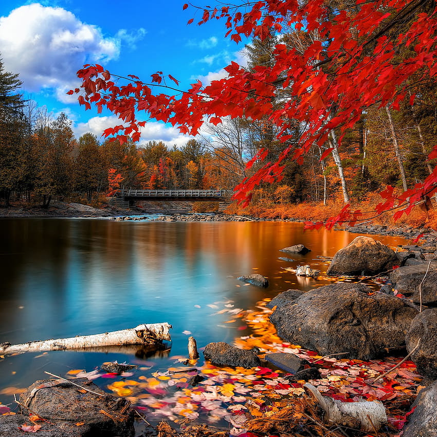 Есенна гора, кленови дървета, езеро, дървен мост, есенни листа, природа HD тапет за телефон