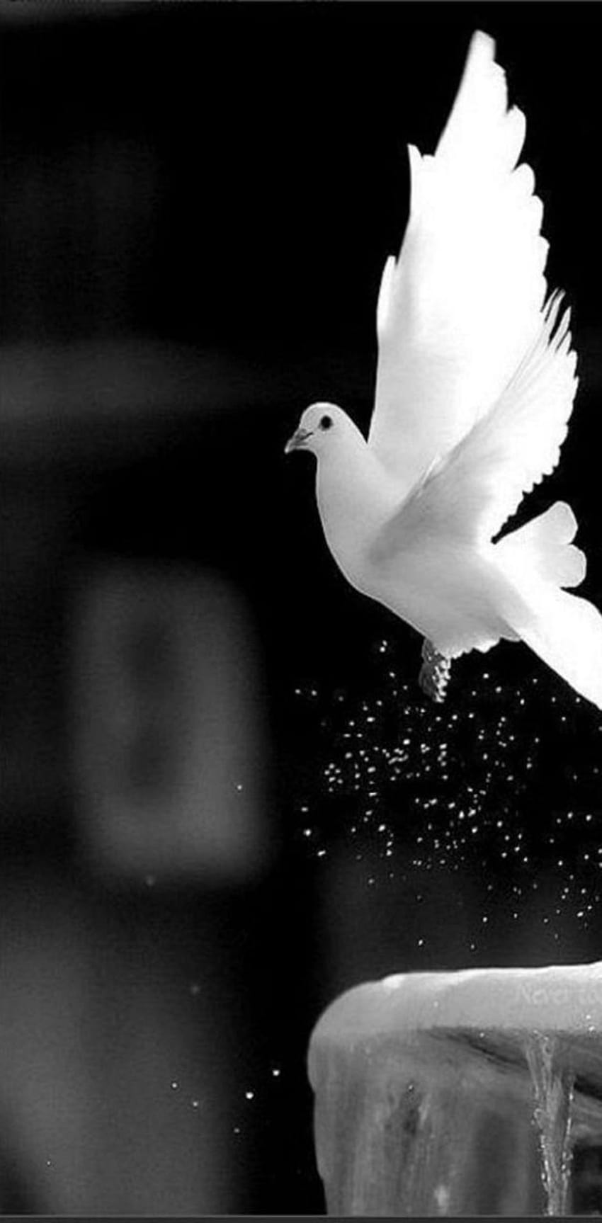 白い鳩 by ArslanTassawar HD電話の壁紙