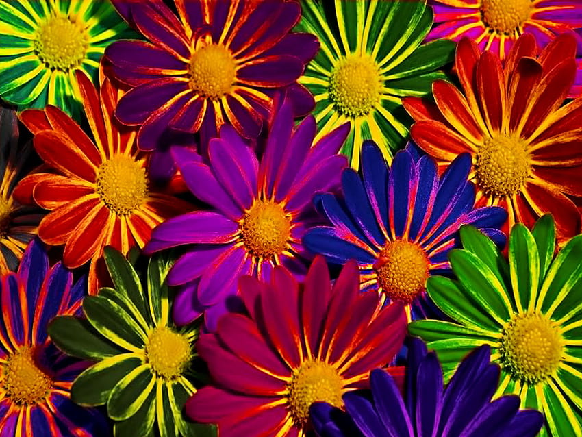 Colorful flowers ,flower,petal,plant,gazania,flowering plant, colorful ...