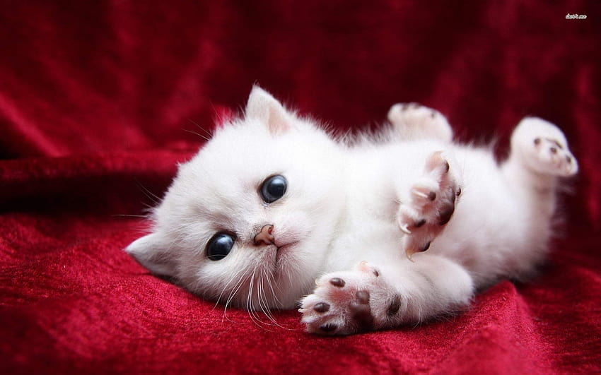 Cute white baby cat HD wallpapers | Pxfuel