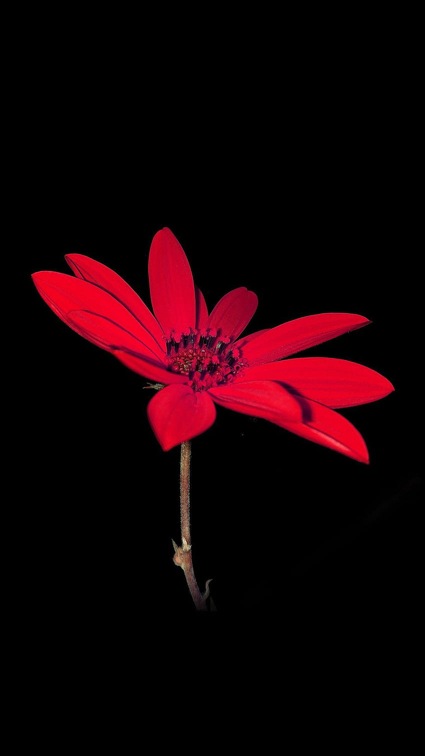 素晴らしい花、赤い自然のモバイル HD電話の壁紙