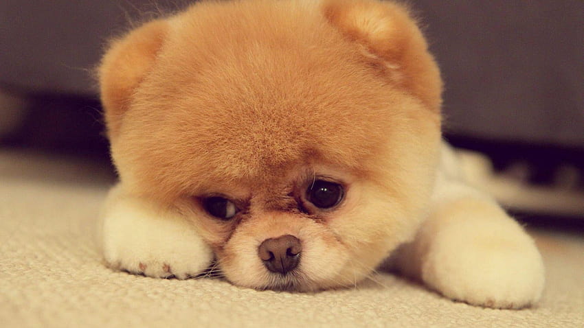Cute dog face, fluffy dog HD wallpaper