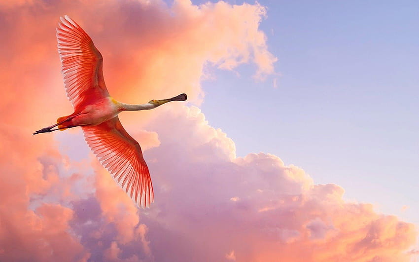 Bangau Merah Muda , iPhone Bangau Merah Muda , Merah Muda, burung bangau Wallpaper HD