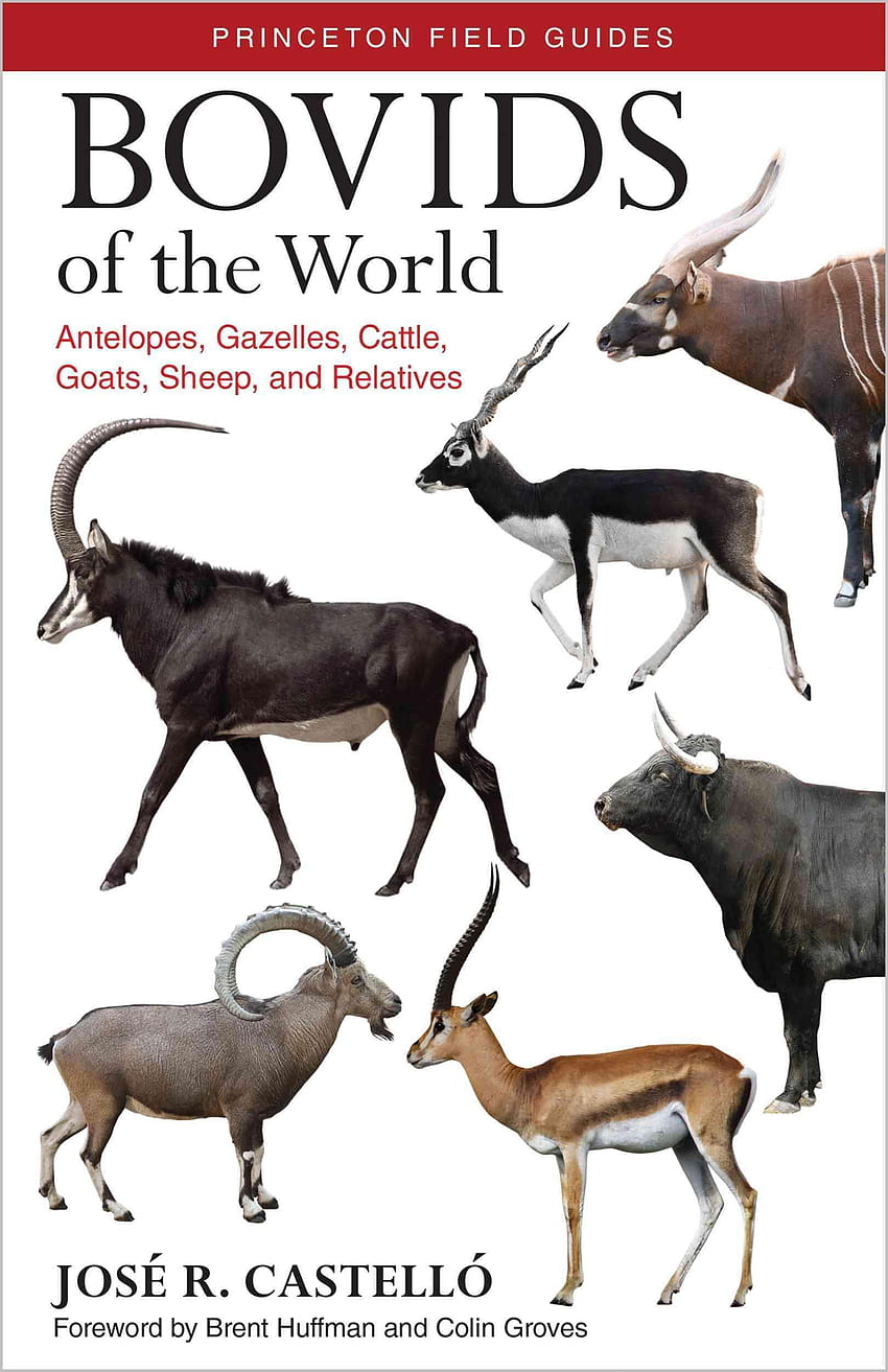 Bovids of the World: Antilopen, Gazellen, Rinder, Ziegen, Huftiere mit Hohlhörnern HD-Handy-Hintergrundbild