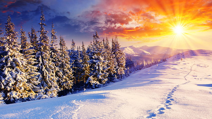 hiver,winter,snow,nature,natural landscape,tree HD wallpaper