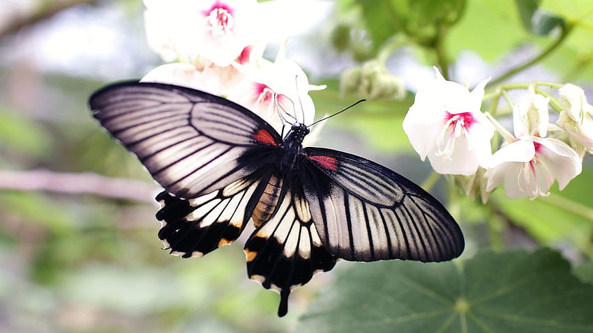 Szary Czarny Motyl na Białym kwiacie, czarnym motylu i kwiatach Tapeta HD