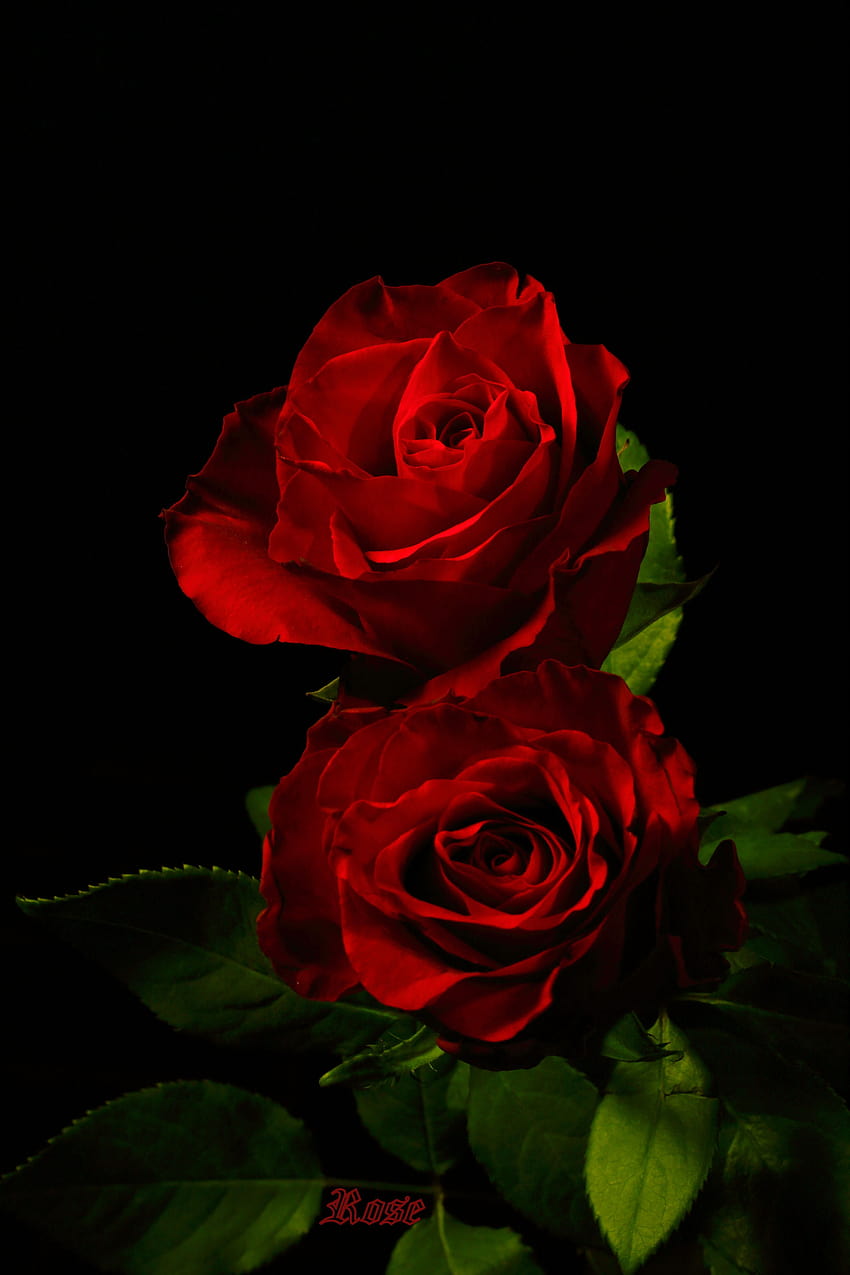 N.K na Rosen/Roses, różane piękno Tapeta na telefon HD