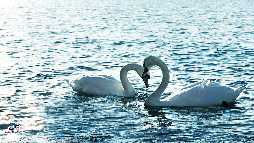 Miłość zwierzęta łabędzie jeziora dwie kaczki ptak wodny, kaczki w wodzie Tapeta HD