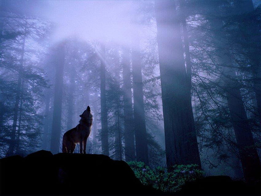 Warming up for the night's howl, gray wolf, Metal Nature, night wolf HD wallpaper