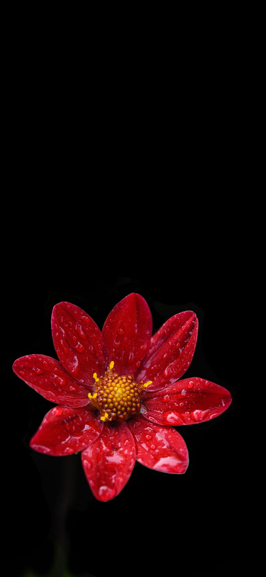 Mały czerwony kwiatek Amoled Tapeta na telefon HD