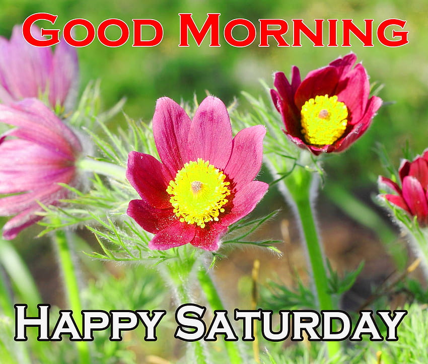 Saturday Good Morning Pics, happy saturday HD wallpaper | Pxfuel