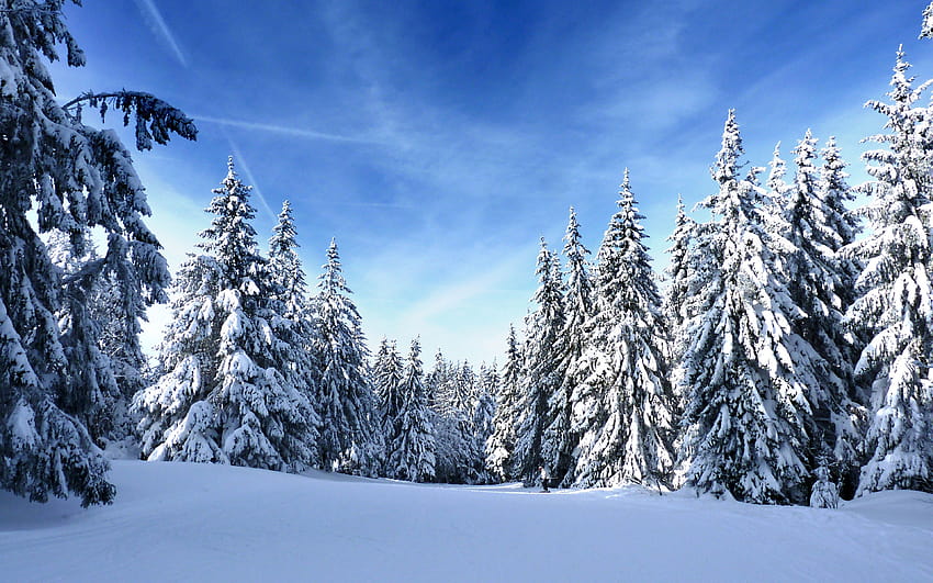 winter, pine trees, nature ... mug, sunny day winter HD wallpaper