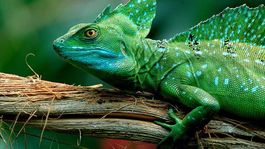 Animals Green Basilisk Lizard– ... 13 HD wallpaper