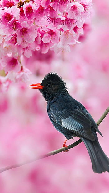 desktop wallpaper black bulbul sakura tree pink flowers extinct birds thumbnail