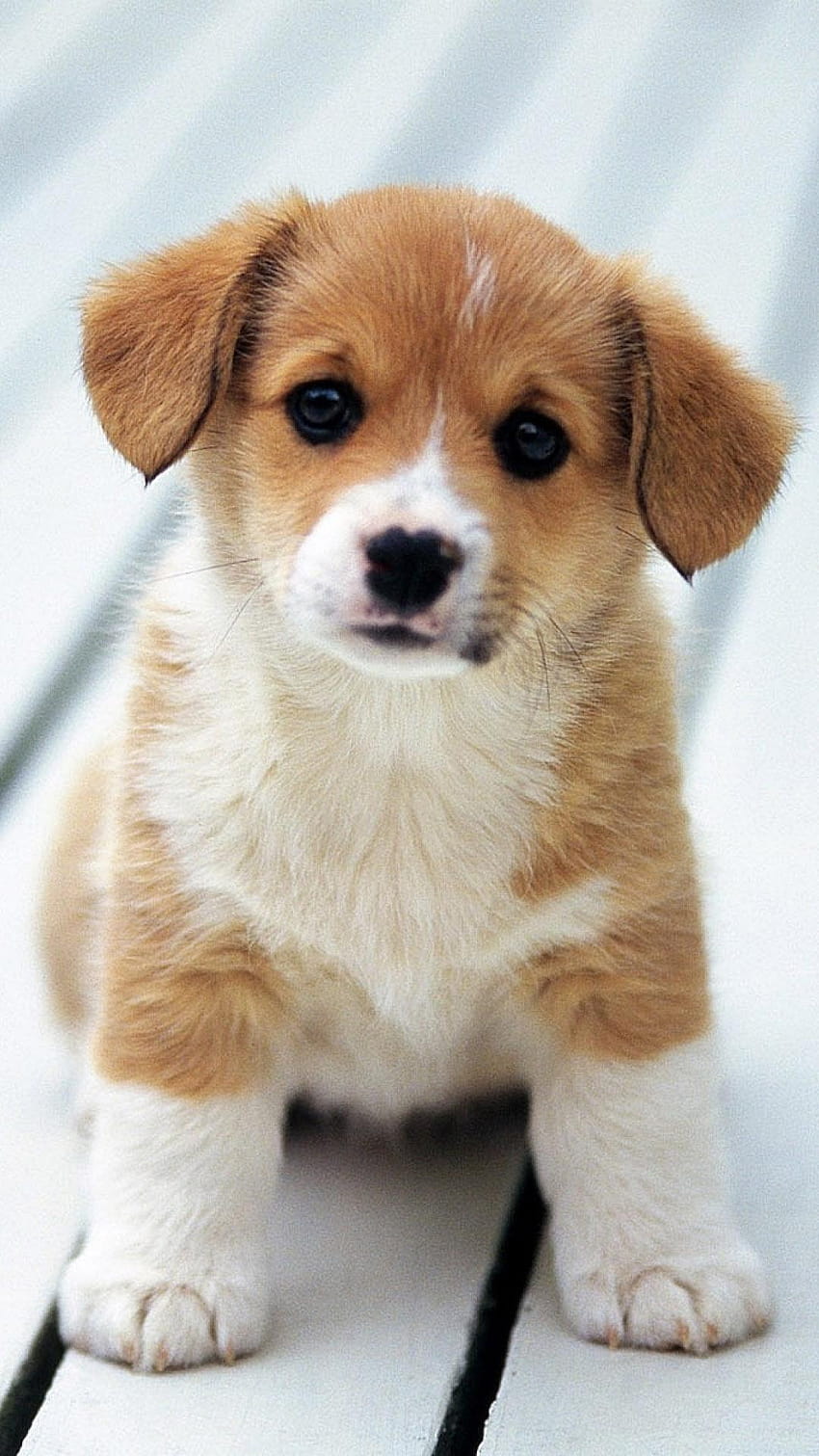 Cute Adorable Puppy Love Pure Ultra HD phone wallpaper | Pxfuel