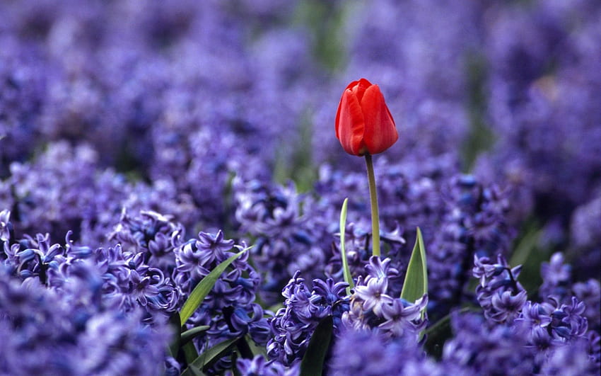 Red Tulip And Hyacinths, purple hyacinth field spring HD wallpaper