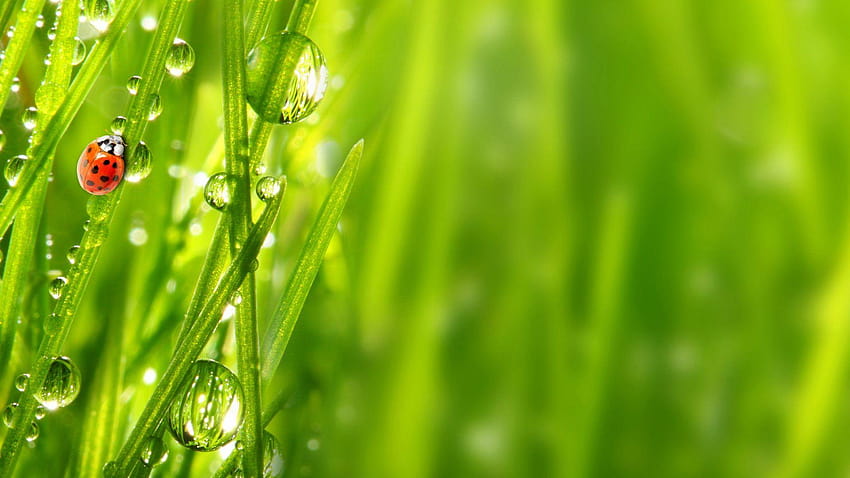 Insetto Ladybug Green Grass, gocce di rugiada mattutina verde acqua, rugiada mattutina sulle foglie Sfondo HD