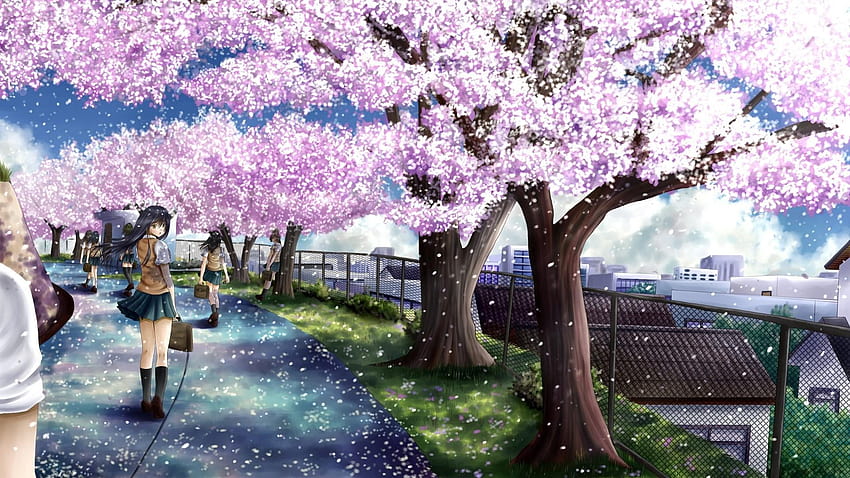 Anime cherry blossom pc HD wallpapers | Pxfuel