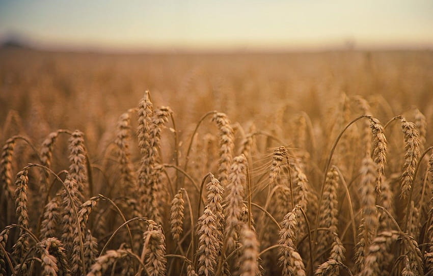 Nature, Field, Farm, Wheat, Spikelets, Field, Farm, Wheat, Harvest, Crop, Grains, Depth of Field, Spike, Grain, Farmland, by Johannes Plenio , section природа HD тапет