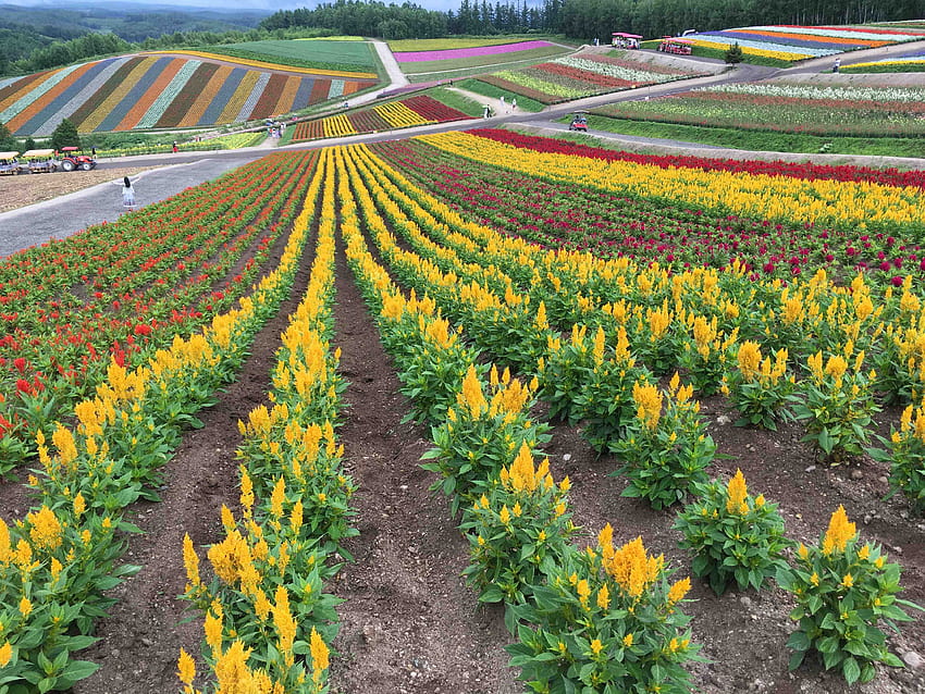 Hokkaido – d.x.l w drodze, ogród kwiatowy shikisai no oka Tapeta HD