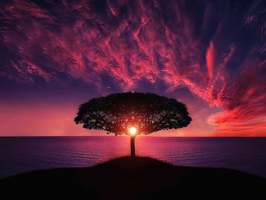 1152x864 Sunset Tree Red Ocean Sky 1152x864 Resolusi , Latar belakang, dan Wallpaper HD
