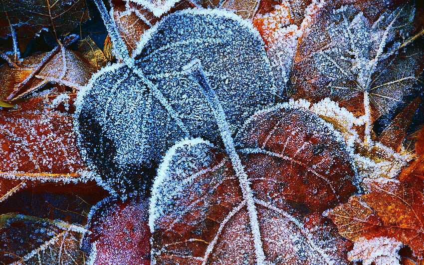 Frosty Autumn Leaves dalam format jpg untuk, daun musim gugur beku Wallpaper HD