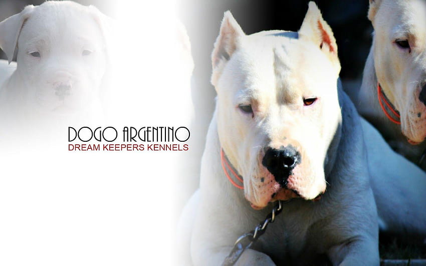 Dogo Argentino HD wallpaper