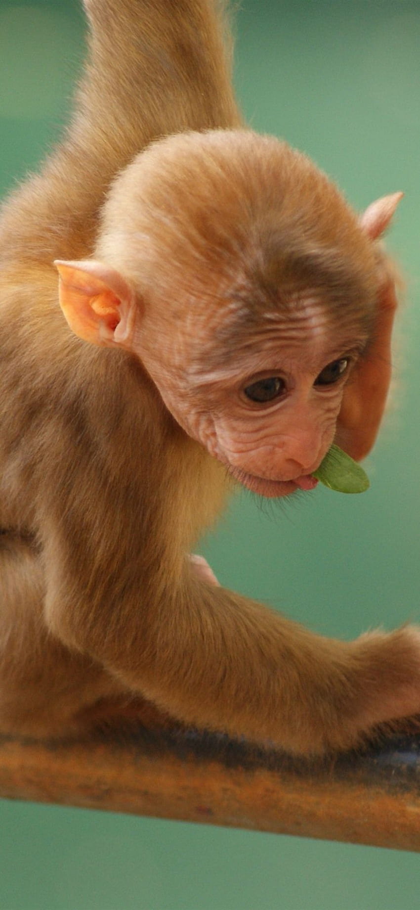 Малка маймуна, сладко животно 1125x2436 iPhone 11 Pro/XS/X , фон, сладка маймуна HD тапет за телефон