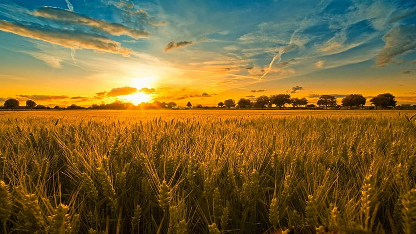 Os 3 melhores campos de milho no quadril, campo de milho papel de parede HD