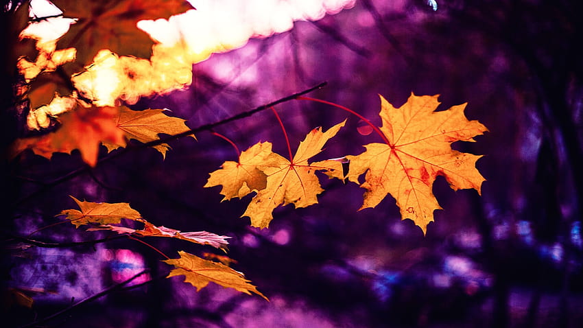 Maple Autumn Leaves Fall ·, autumn leaf falling HD wallpaper