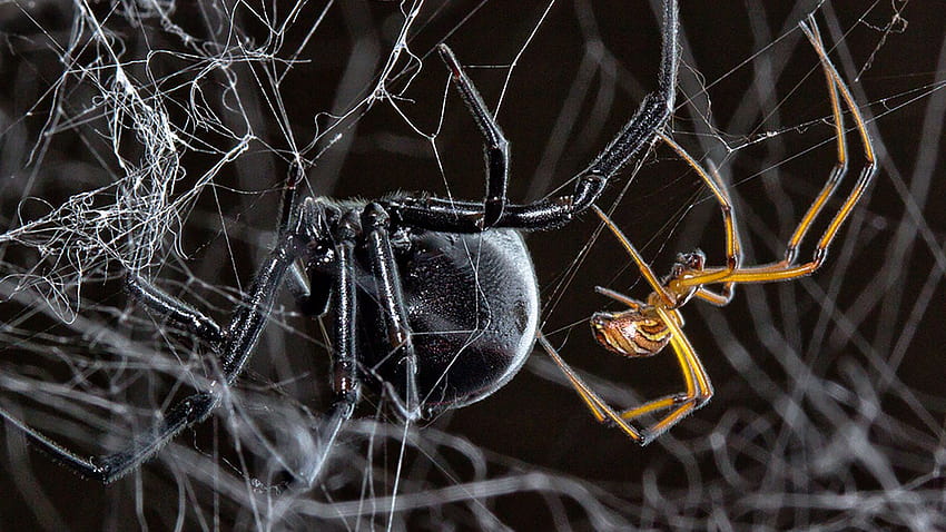 How Does a Male Black Widow Find a Mate? Follow the Other Guys, black widow  spider HD wallpaper | Pxfuel