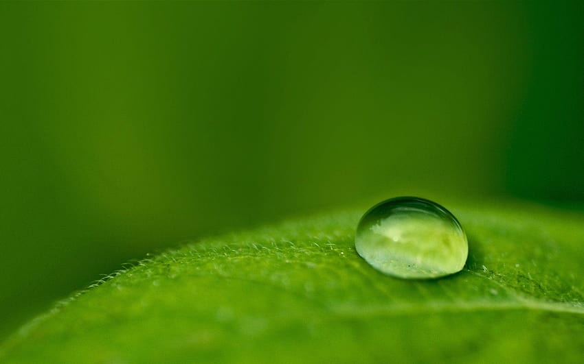Fresh, morning, background, s, nature, morning dew on leaves HD wallpaper