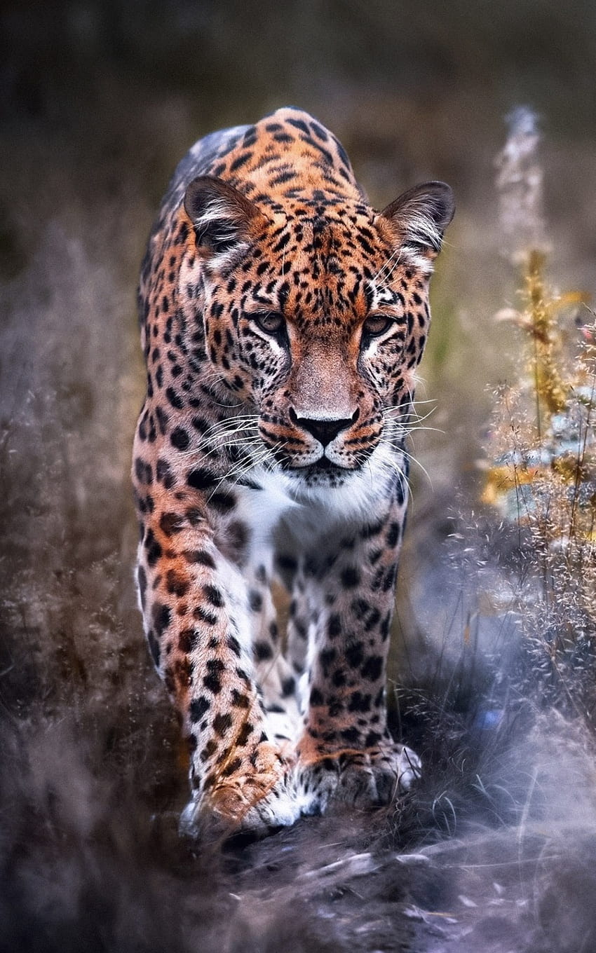 800x1280 Leopard Big Cat Nexus 7,Samsung Galaxy Tab 10,Note Android Tablets , Backgrounds, and, huge cat HD phone wallpaper
