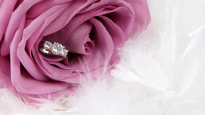 Лилава роза и пръстен, предложение за брак и предложение за пръстен HD тапет