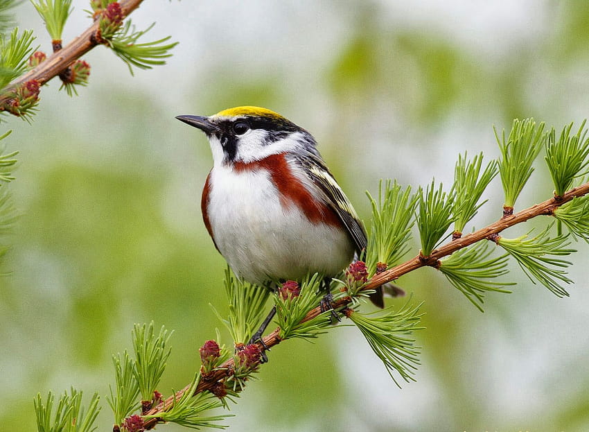 : Schöne schöne und schöne Vögel, süßer kleiner Vogel HD-Hintergrundbild