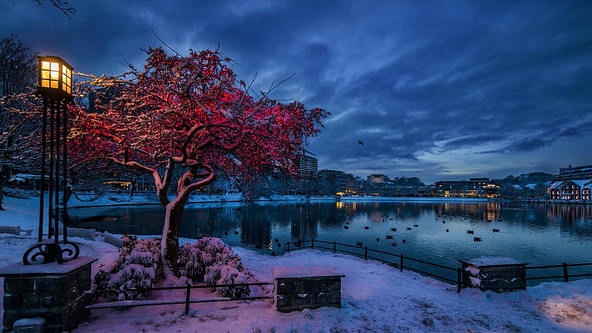 : 1920x1080 px, birds, branch, building, city, cityscape, clouds, evening, house, lake, lamp, lights, nature, Norway, reflection, snow, trees, water, winter 1920x1080, winter city 1920x1080 HD wallpaper