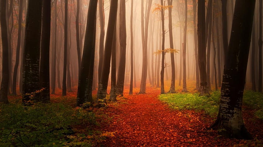 Autumn, Forest, Foggy, Misty, , Nature, nature autumn forest HD ...
