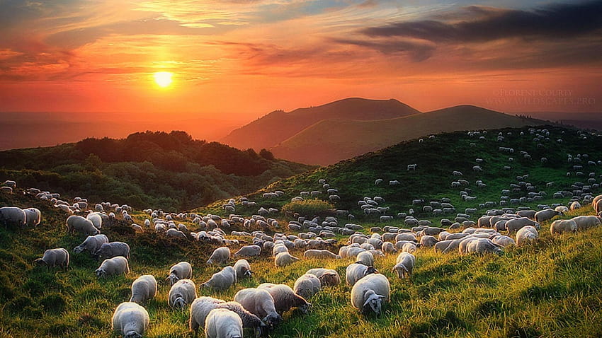 羊、自然、空、羊、羊、丘、自然の風景、高原、牧草地、朝、山 高画質の壁紙