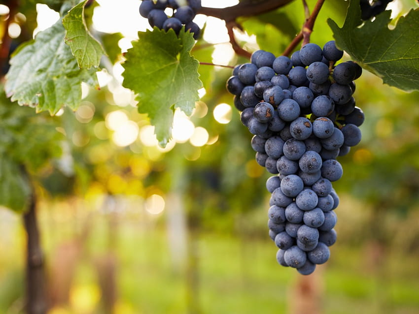 Preventing Problems In Grapes, grapevine HD wallpaper