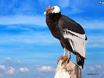 Rüppell's Vultures: Not Pretty, But They Get the Job Done | Sierra Club