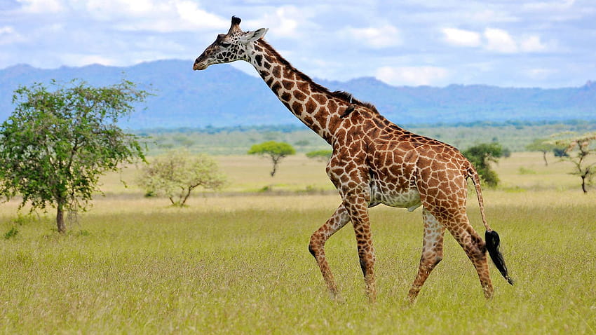 Wild Animals From Africa Giraffe Family Giraffidae The Tallest Living Land Animal And Largest Survivor Ultra For : 13 HD wallpaper