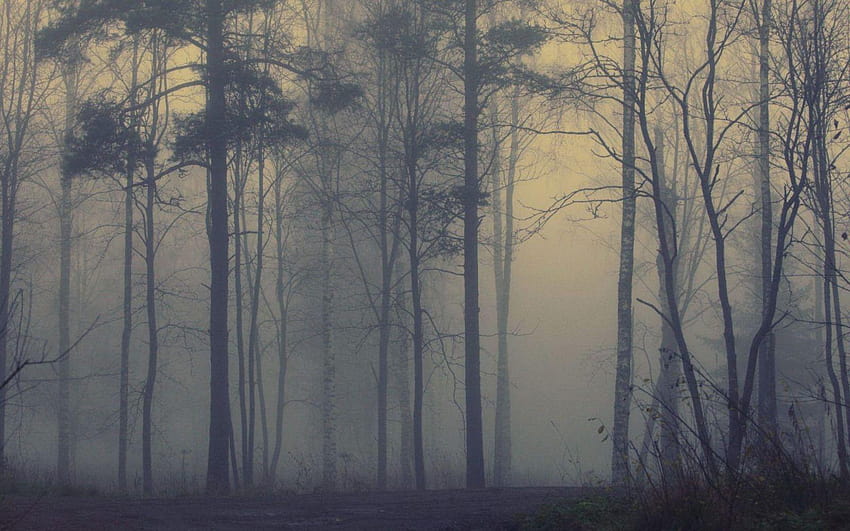 de nevoeiro na floresta :: Fotos e ns HD wallpaper
